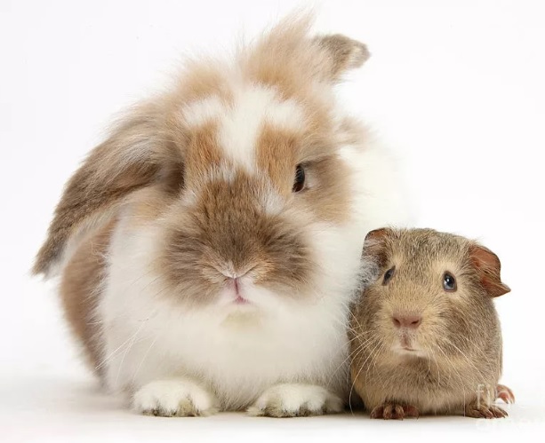 Что надо учесть, чтобы правильно выбрать клетку для грызуна