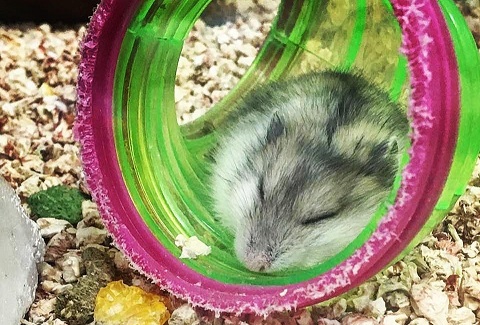 Если вы хотите маленького питомца, но еще не определились - это
							статья для Вас )