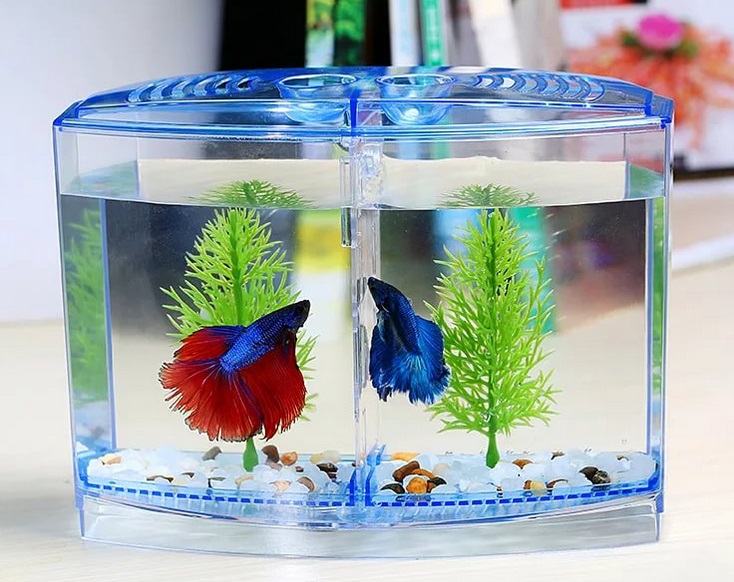 В чем преимущества и особенности мини-аквариумов. Есть ли какие-то
							сложности в уходе. Какую модель предпочесть и на что обратить внимание
							при покупке.