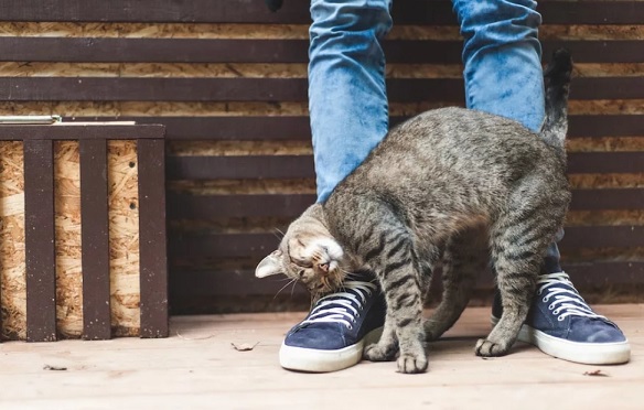 Да, кошки в отличие от собак не бросаются радостно на человека,
							виляя хвостом, и не покрывают его лицо слюнявыми поцелуями. Но у них
							есть свои уникальные способы продемонстрировать человеку свое
							расположение.