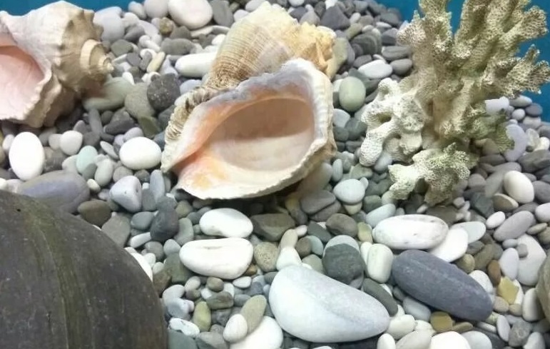 Преимущества использования гальки в качестве грунта для аквариума.
							Какие виды гальки можно приобрести в интернет-магазине «Аква Зоомаркет».