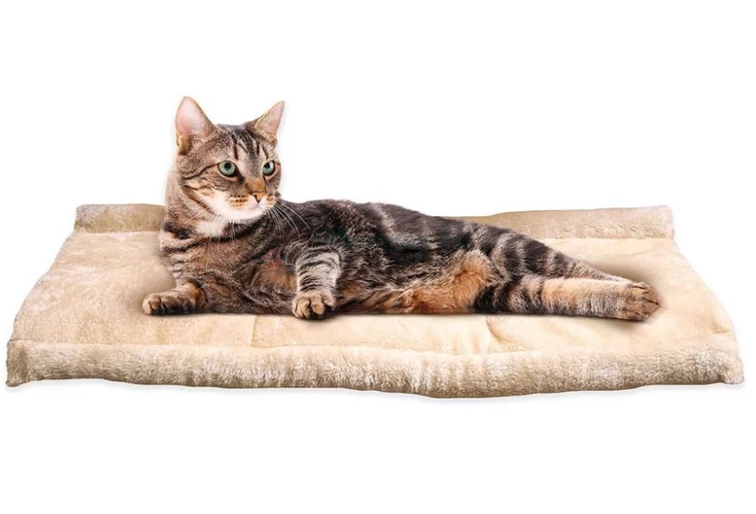 Забота о кошке - это не только питание