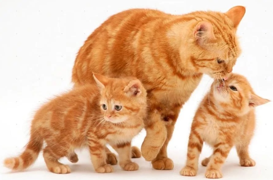 Рекомендации продавцов-консультантов и ветеринаров "Аква-Зооцентр"