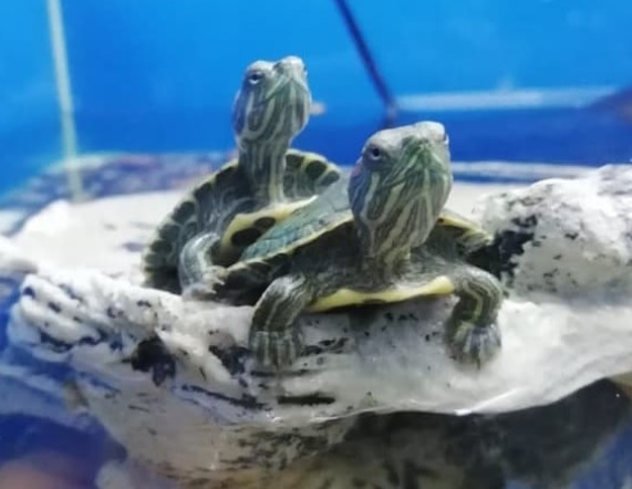 Черепаха с красными полосками вдоль ушек, одна из наиболее
							распространённых черепах для домашнего содержания.