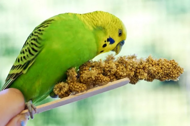 Активность и состояние попугаев, напрямую зависит от их содержания
							и кормления