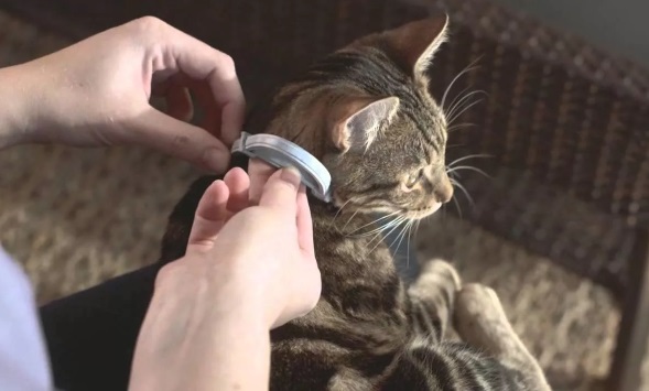 Чем отличаются, в чем преимущества и можно ли кошкам носить
							собачьи ошейники