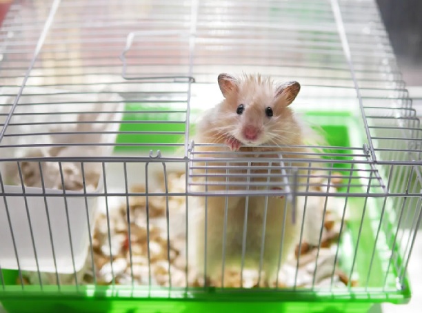 Чтобы маленькие питомцы жили долго и счастливо, необходим
							правильный уход и выполнялись правила содержания