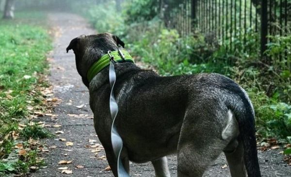 ошейники это не только средство управления поведением питомца, но
							и модный аксессуар и его защита