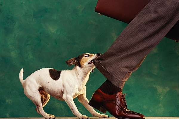 Ваша собака должна знать, как вести себя с незнакомцами, во
							избежание недоразумений и травм