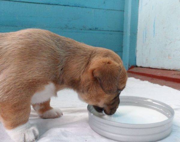 Животные более склонны к пищевым отравлениям, потому что люди
							склонны кормить их человеческой едой, которая вредна для их здоровья.
							Некоторая пища может быть менее ядовита и иметь долгосрочные побочные
							эффекты для вашего питомца, которые будут ухудшать здоровье по мере
							старения.