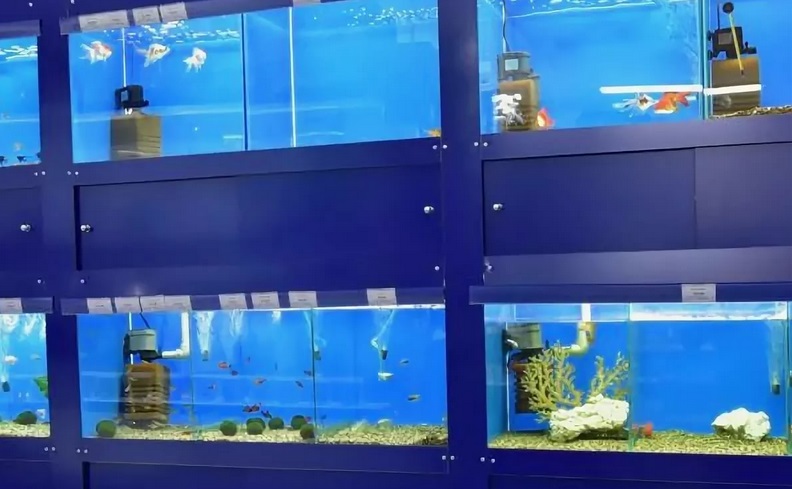 Особенности аквариумных рыбок, на что нужно обратить внимание при
							покупке. Как приобрести аквариумных рыб недорого. Преимущества покупок в
							интернет-магазине.