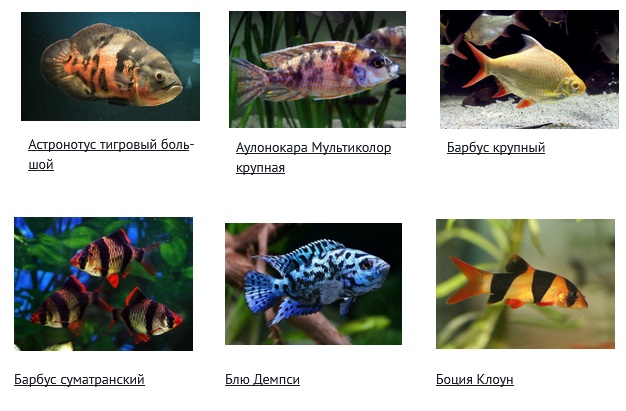 Где приобрести рыбок для аквариума – самые распространенные
							площадки для покупки. Особенности выбора аквариумных рыбок в
							интернет-магазине. На что обратить внимание перед покупкой.