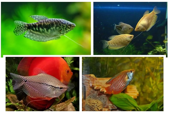 Особенности содержания гурами в аквариуме. Какие параметры воды им
							подойдут. Рацион – чем кормить этих рыбок. Уживутся ли гурами в общем
							аквариуме. Как отличить самку и самца.