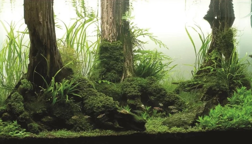 Как самому сделать аквариум красивым и неповторимым