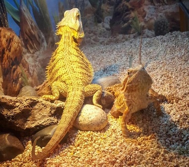 В последнее время набирает популярность содержание дома этих
							экзотических животных