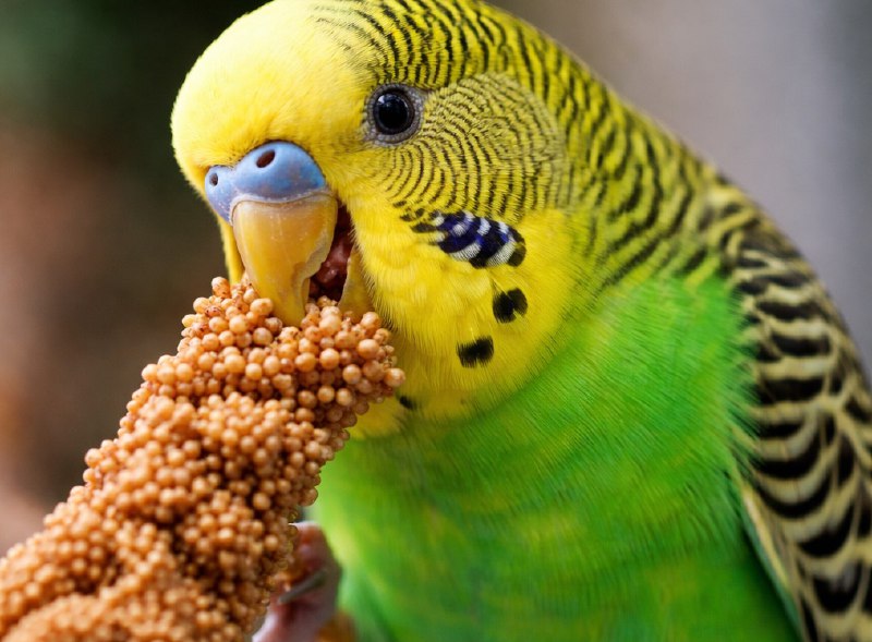 Активность и состояние попугаев, напрямую зависит от их содержания
							и кормления