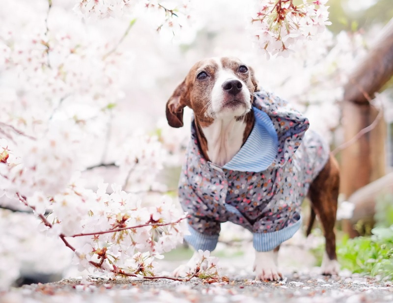 Весной, как никогда становится актуален вопрос вакцинации и защиты
							домашних питомцев от паразитов