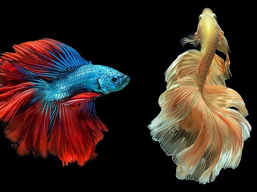 Особенности содержания петушков. Можно ли содержать их в общем
							аквариуме. Как и чем правильно кормить этих рыбок. Отличия самок и
							самцов.