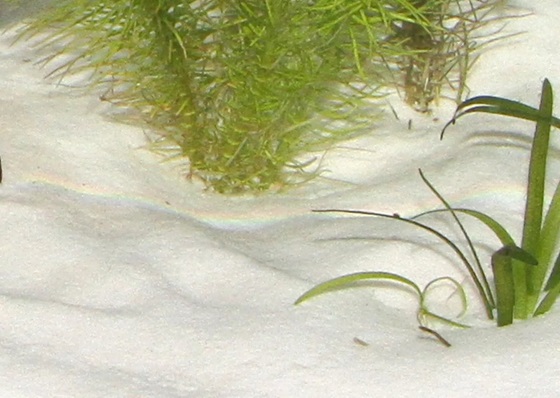 Как выбрать песок для аквариума. Особенности выбора
							мелкофракционного грунта. Как правильно ухаживать за песком в аквариуме.