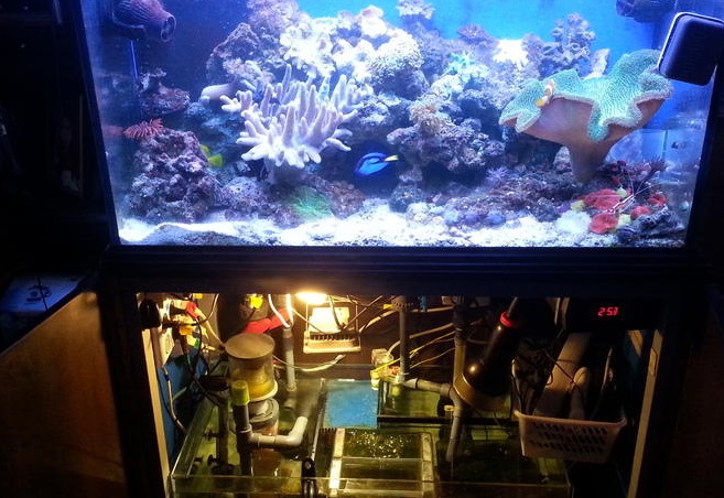 В чем особенности морского аквариума, чем он отличается от
							пресноводного. Особенности содержания морского аквариума. Как выбрать
							подходящую емкость и оборудование. 