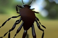 Выбор средств от клещей должен соответствовать породе, возрасту,
							состоянию здоровья и даже тому, есть ли в доме другие собаки, кошки или
							дети