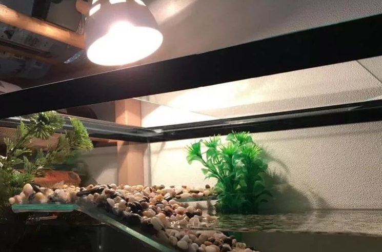 Выбор аквариумов для красноухих черепах. Правила обустройства
							емкости: подбор оборудования и декора. Ассортимент подходящий аквариумов
							от интернет-магазина «Аква Зоомаркет».